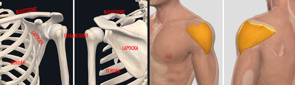 hátfájás bal lapocka térdízület deformáló artrózisa 3