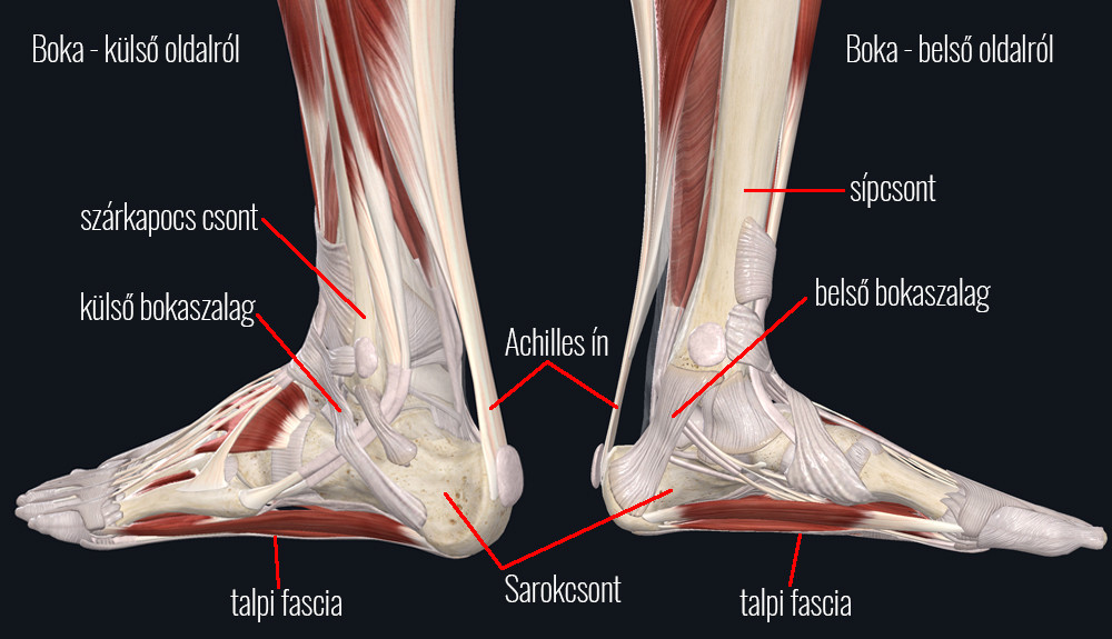 Fájdalom a láb belső részén - belső boka - tibialis posterior tendinopatia Boka fájdalom futás után