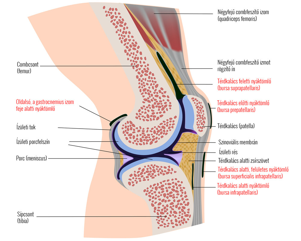 meniszkusz ízületi kezelés metatarsophalangealis arthrosis